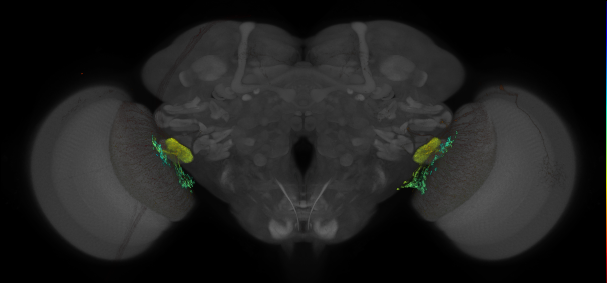 JRC_OL0008B_Brain_2016_20140612_31_J1_20x
