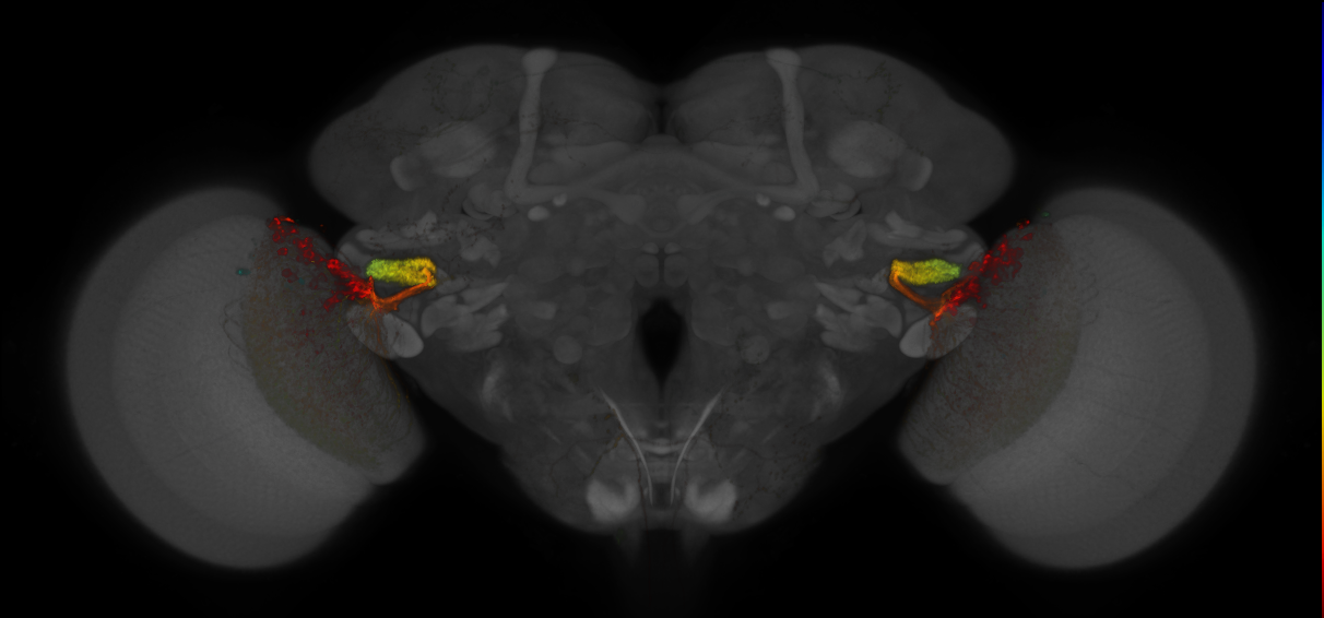 JRC_OL0044B_Brain_2016_20140612_32_F1_20x