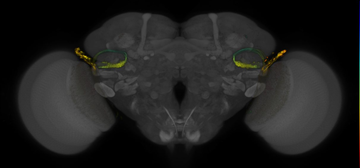 JRC_OL0218B_Brain_2016_20140620_31_D4_20x
