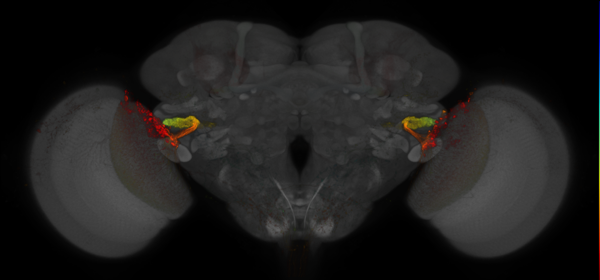 JRC_OL0045B_Brain_2016_20140612_32_G4_20x