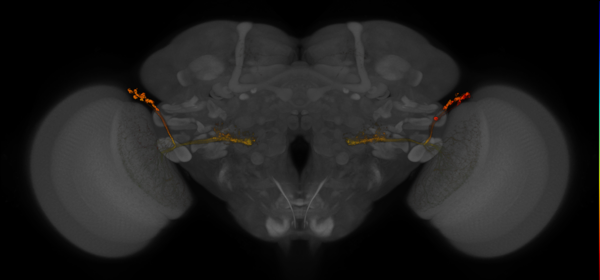 JRC_OL0001B_Brain_2016_20140612_32_I1_20x