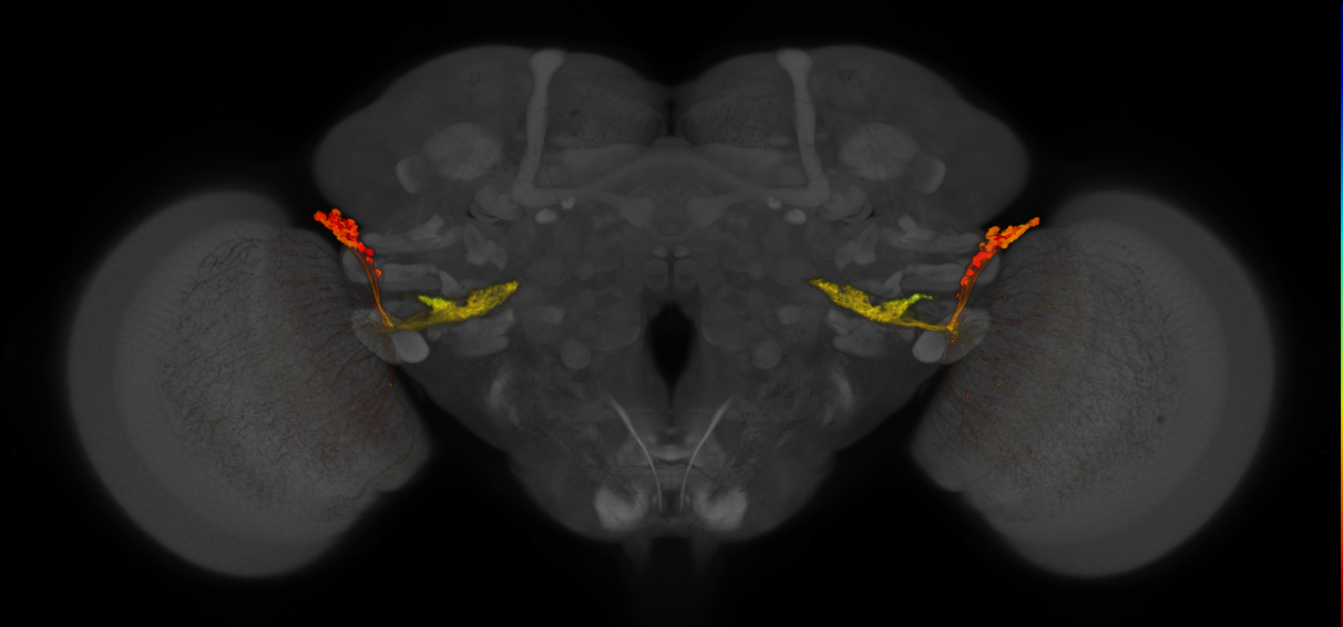 JRC_OL0029B_Brain_2016_20140619_31_F1_20x