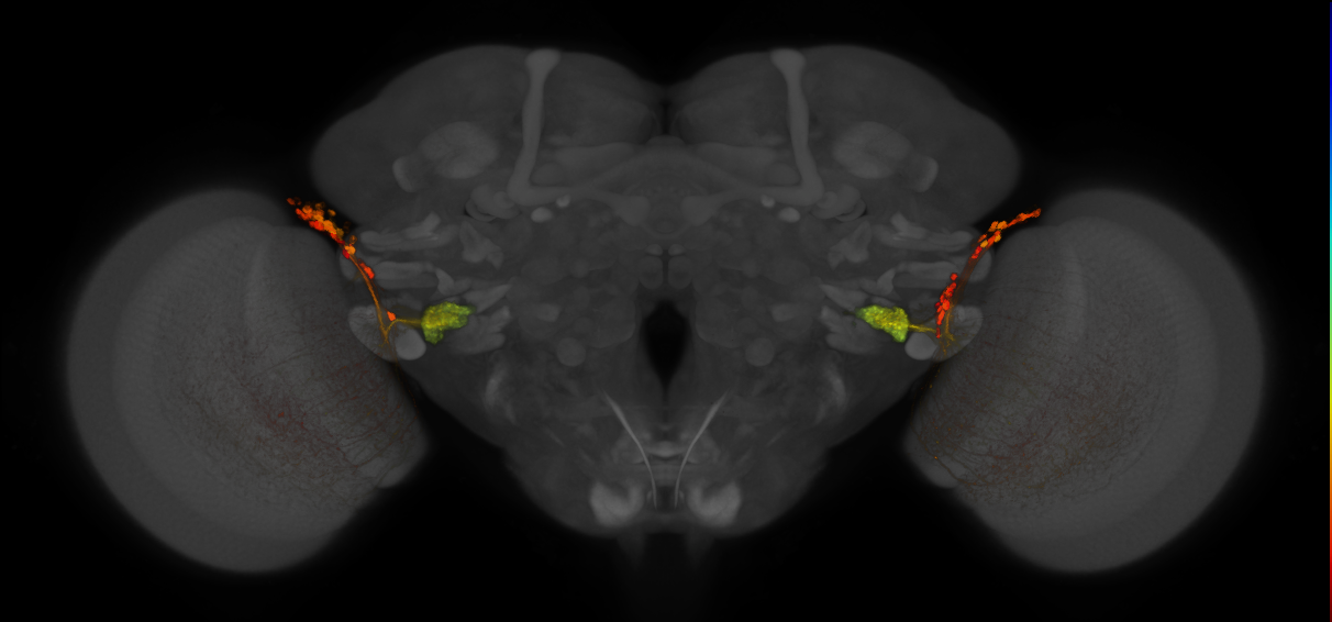 JRC_OL0048B_Brain_2016_20140619_31_J1_20x