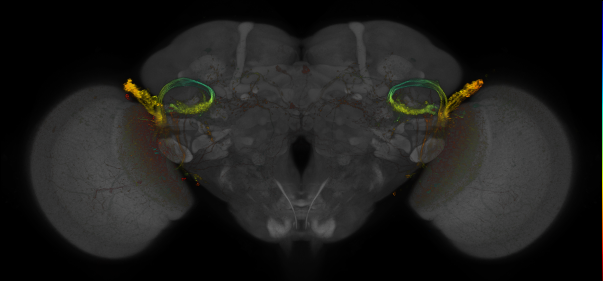JRC_OL0203B_Brain_2016_20140620_32_B4_20x