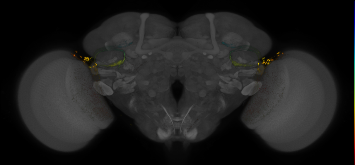 JRC_OL0070B_Brain_2016_20140620_32_I3_20x