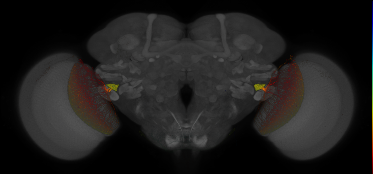 JRC_OL0010B_Brain_2016_20130702_31_G3_63x