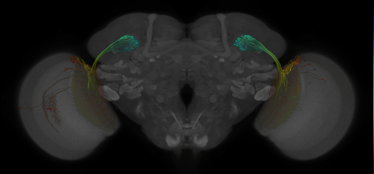 JRC_OL0019B_Brain_2016_20130815_31_J2_63x