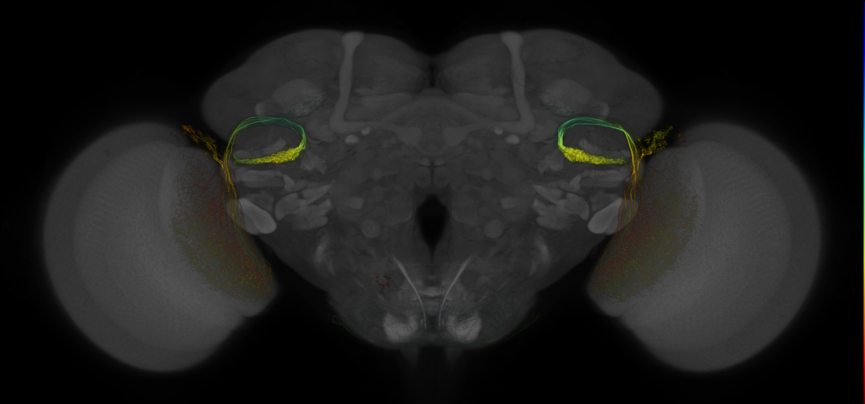 JRC_OL0070B_Brain_2016_20131210_31_C2_63x
