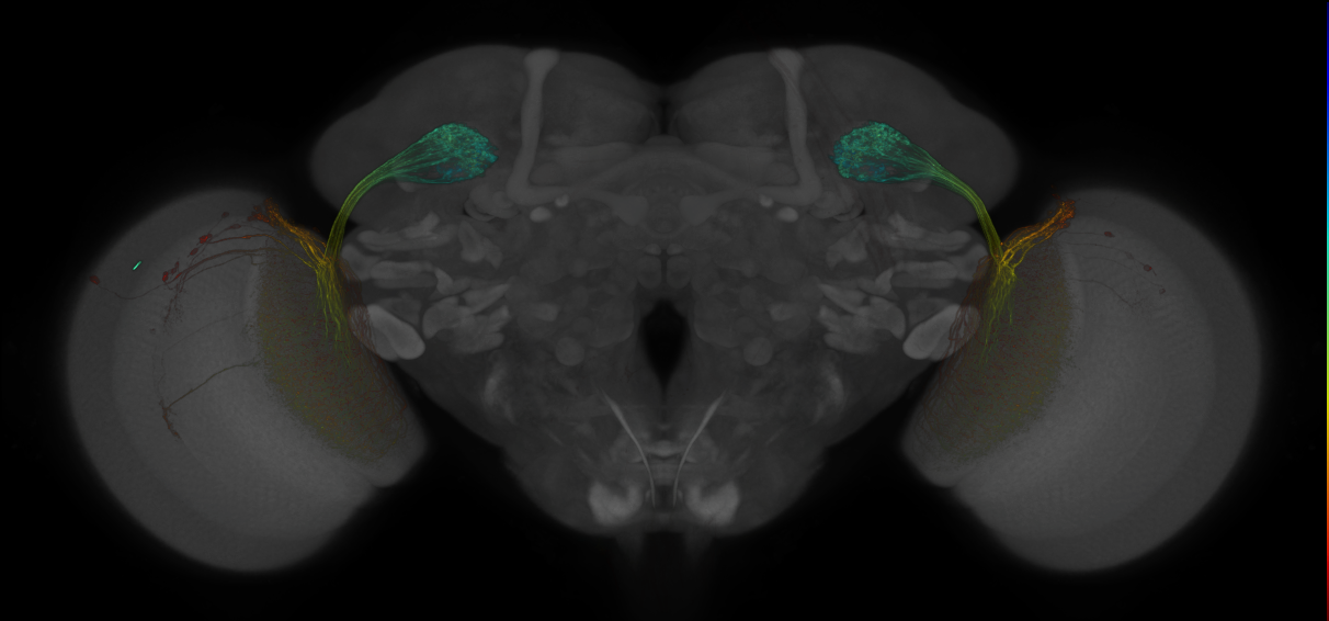 JRC_OL0019B_Brain_2016_20131210_31_F2_63x