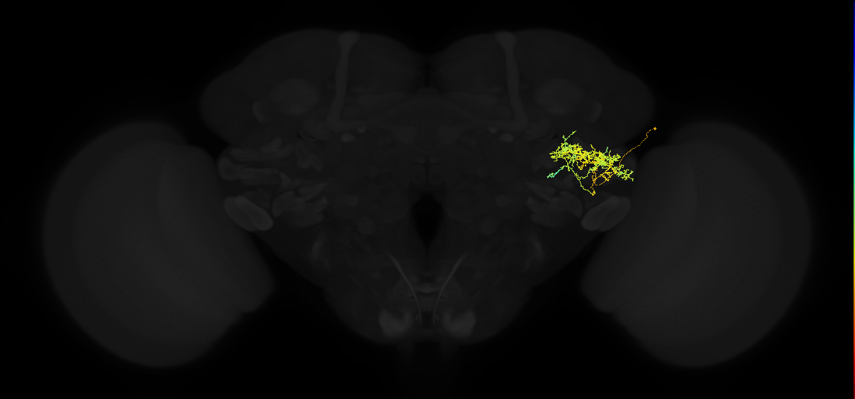 adult posterior ventrolateral protocerebrum neuron 113