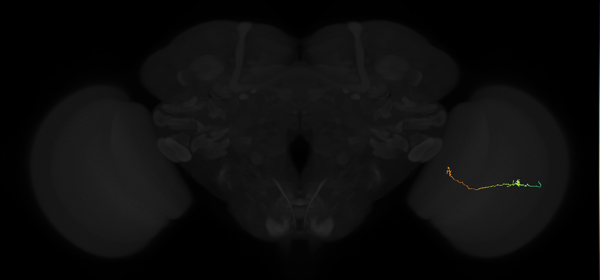 optic lobe intrinsic neuron