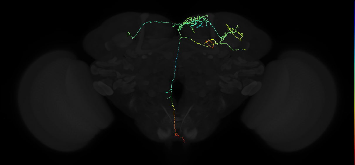 oviposition descending neuron b
