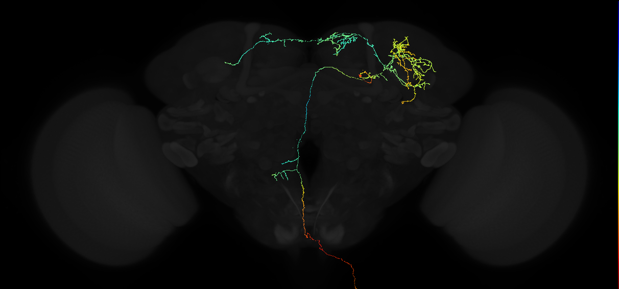 oviposition descending neuron