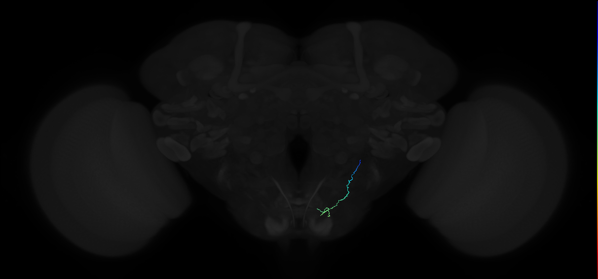 Johnston organ neuron FVA