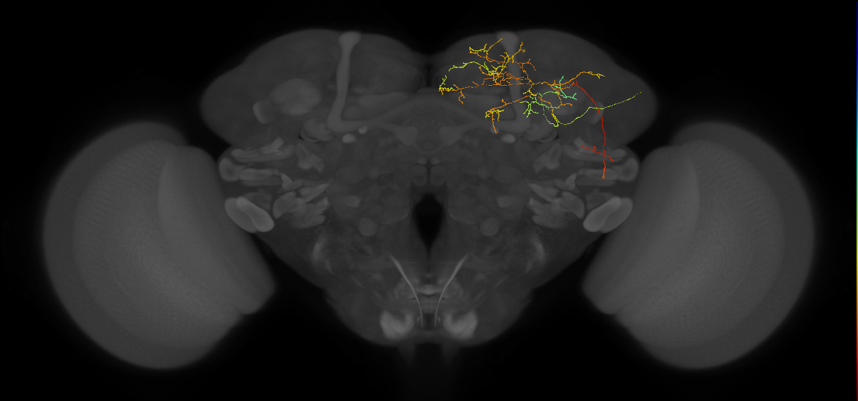 Protocerebral_DAN_input_c 9.5.0 (FAFB:693072)