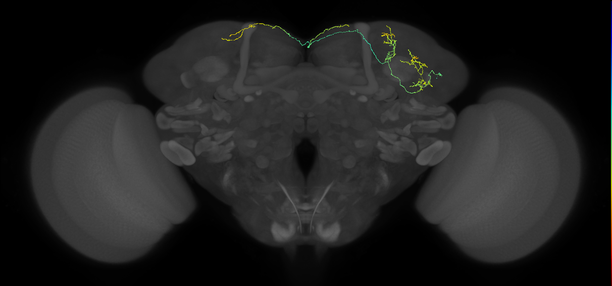 Protocerebral_DAN_input_c 10.10.1 (FAFB:1041505)
