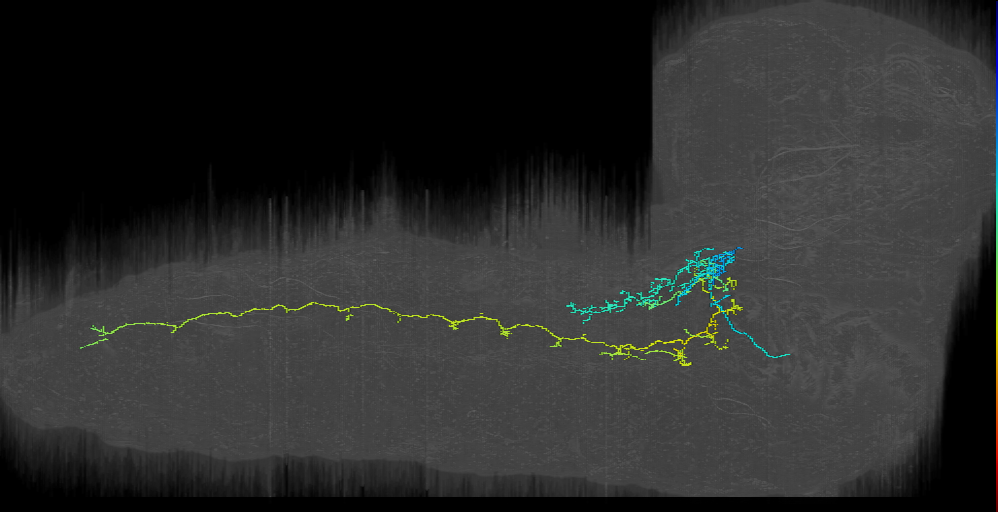 DN_mx (Descending neuron_mx)_r (L1EM:10223754)