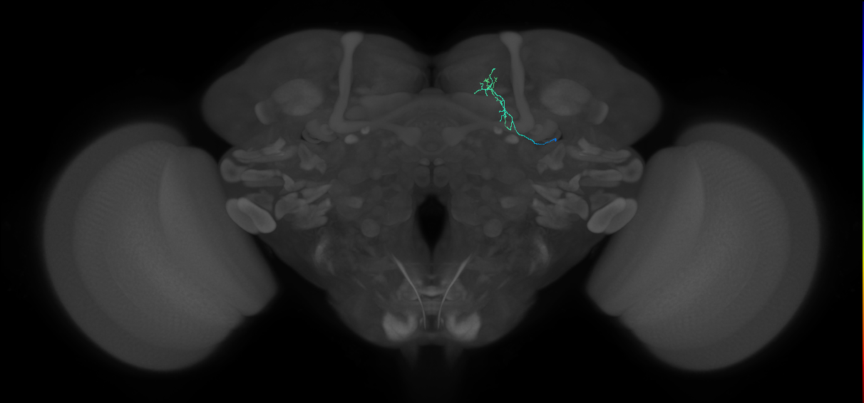 Protocerebral_DAN_input_c 14.3.1 (FAFB:3086468)
