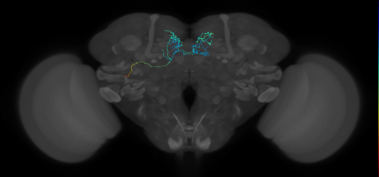 MBON-y4y5b_L (FAFB:3503851)