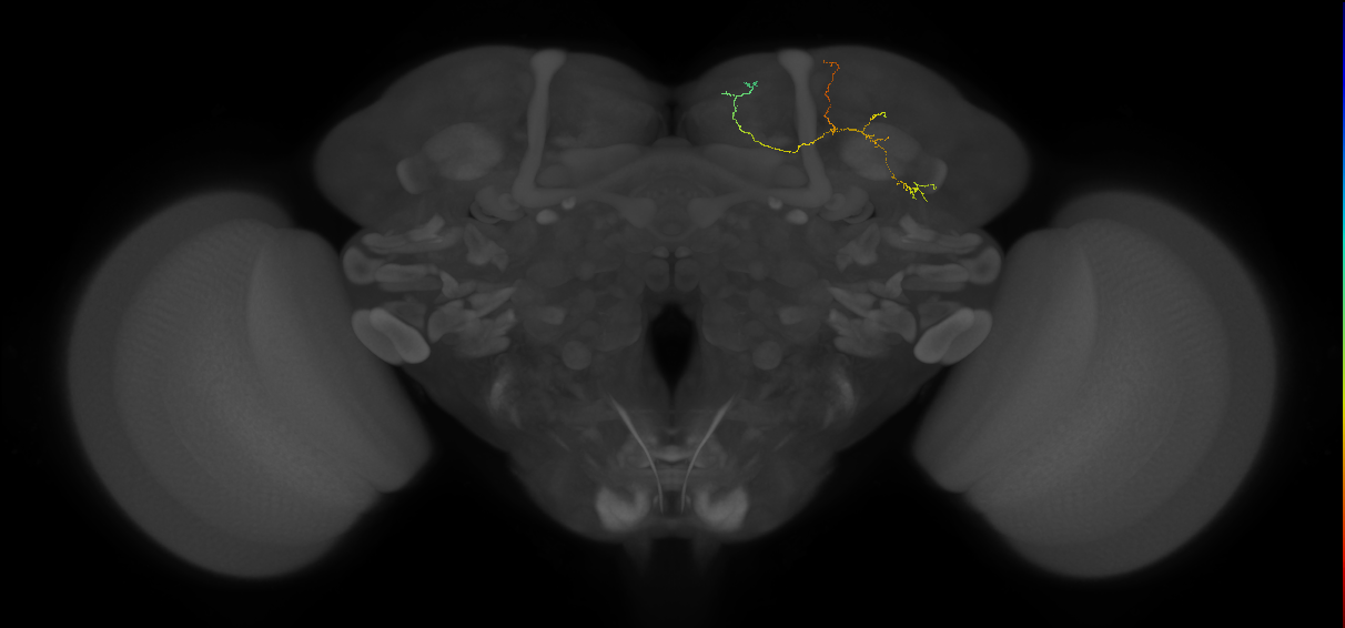 Protocerebral_DAN_input_c 12.5.3 (FAFB:3597226)