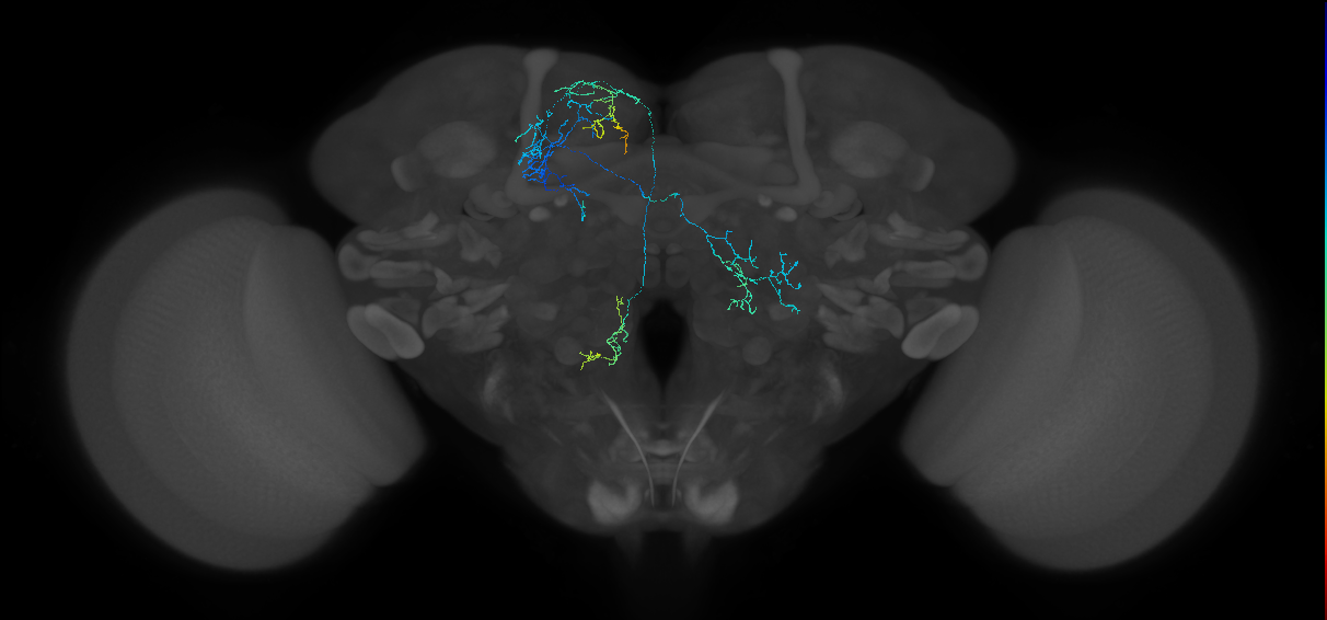 MBON-y2(32)_L (FAFB:3792463)