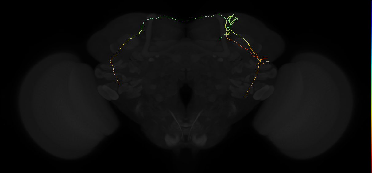 mushroom body vertical lobe arborizing neuron 2