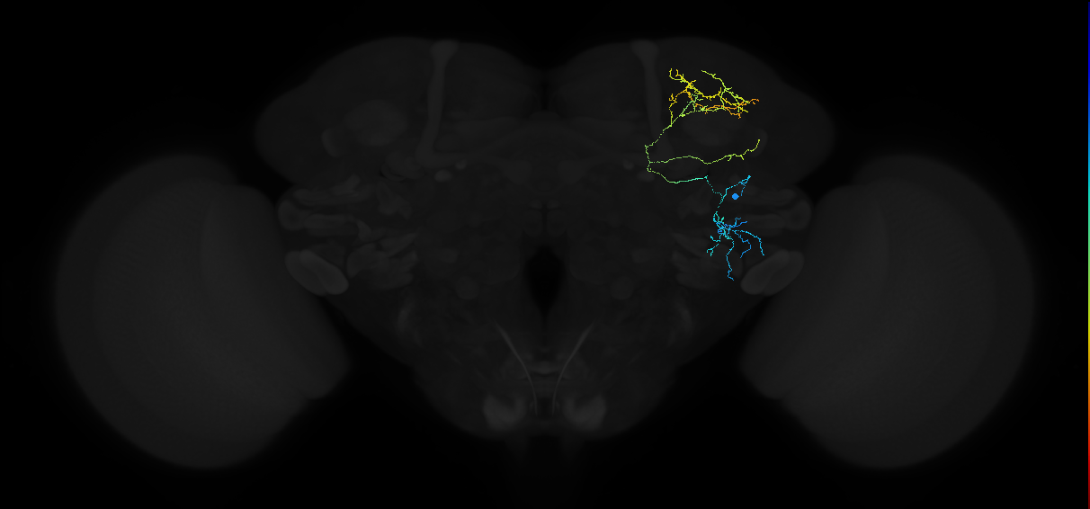 adult anterior ventrolateral protocerebrum neuron 443