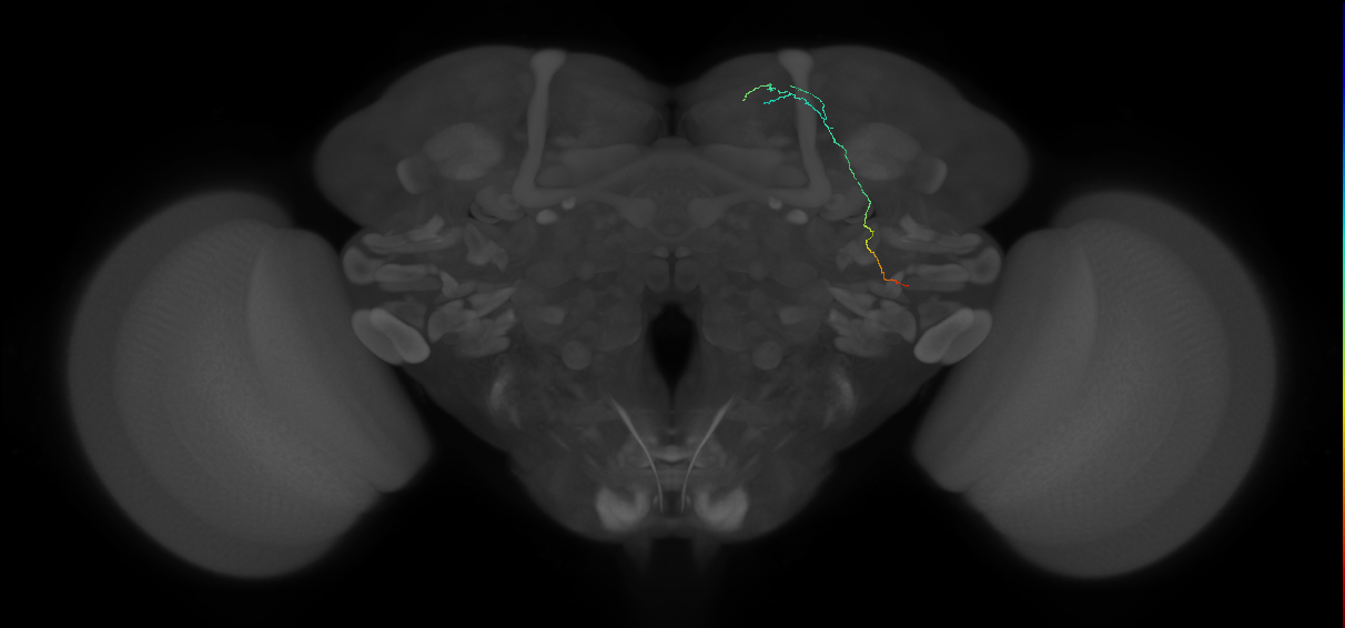 DAN_USN_c 17.3.3 (FAFB:5616823)