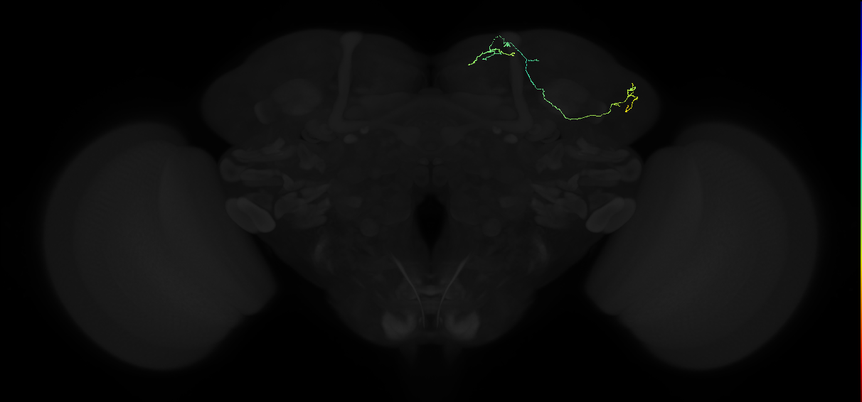 adult lateral horn AD1c2 neuron