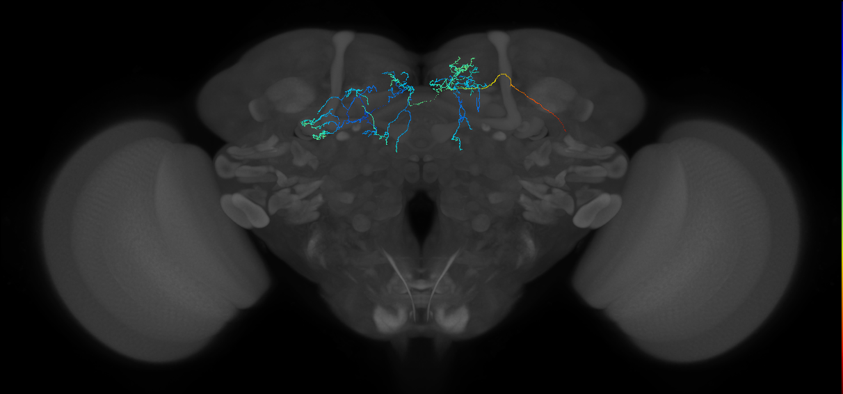 PPL1-y1_R (FAFB:6893931)
