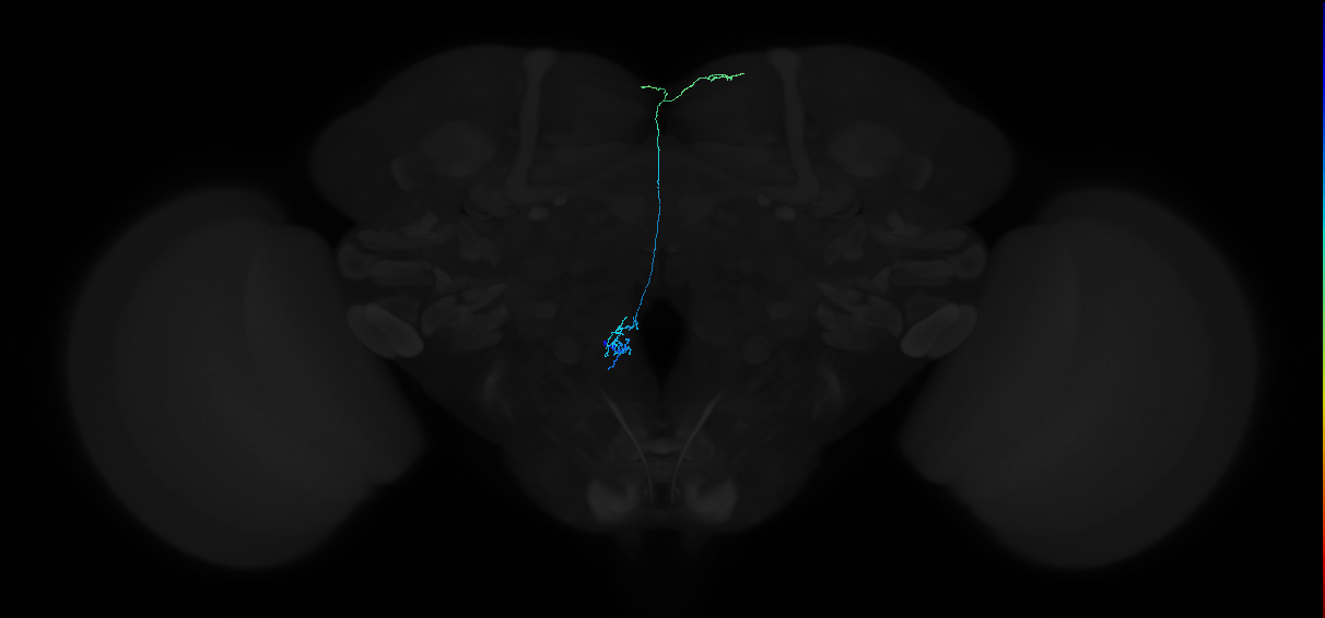 adult subesophageal zone output neuron