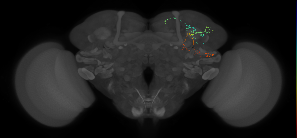 Protocerebral_DAN_input_c 10.14.0 (FAFB:7502661)