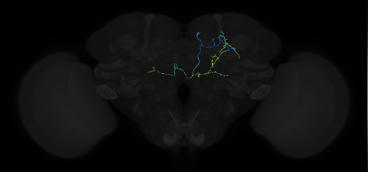 adult subesophageal zone output neuron