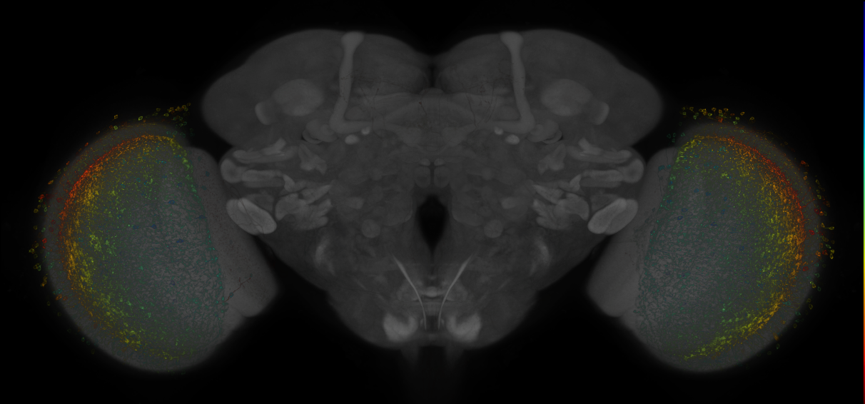 P{R15C01-GAL4.DBD} ∩ P{VT043162-p65.AD} expression pattern