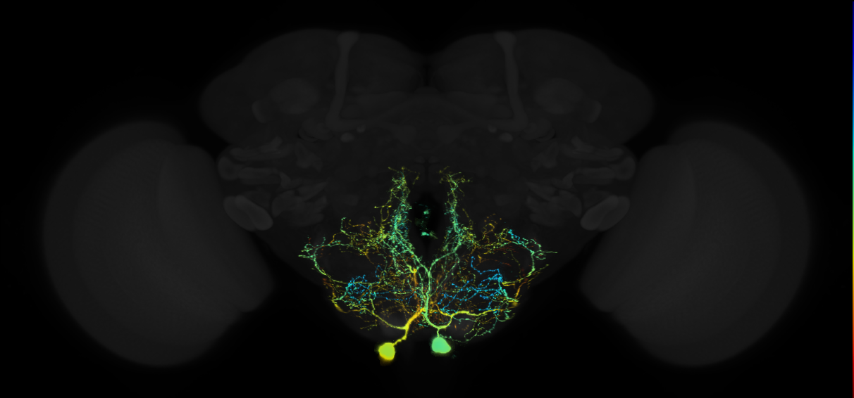 male-specific neuron