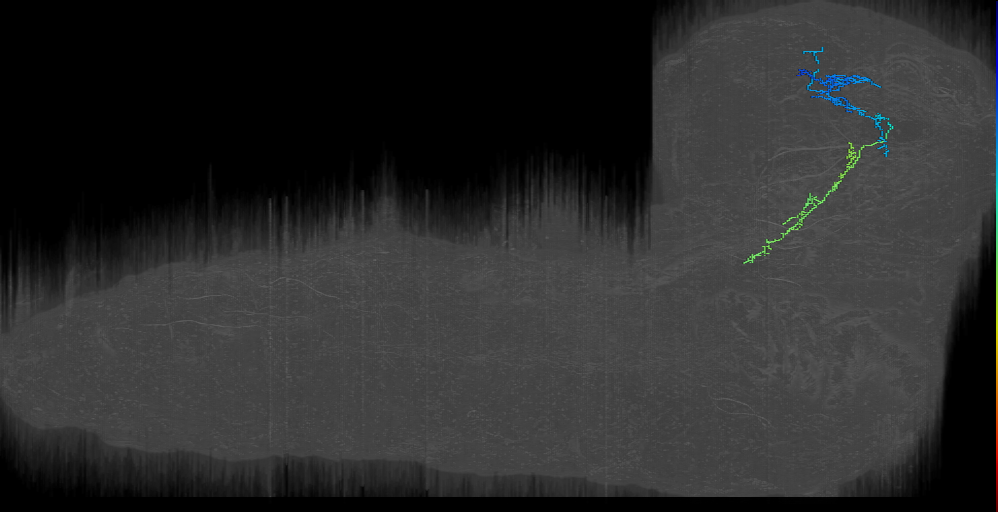 DPMl b 1 loSM right (L1EM:5976168)