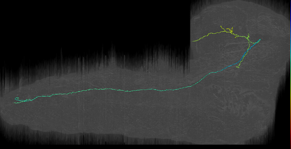 CP1 d 1 left (L1EM:7005184)