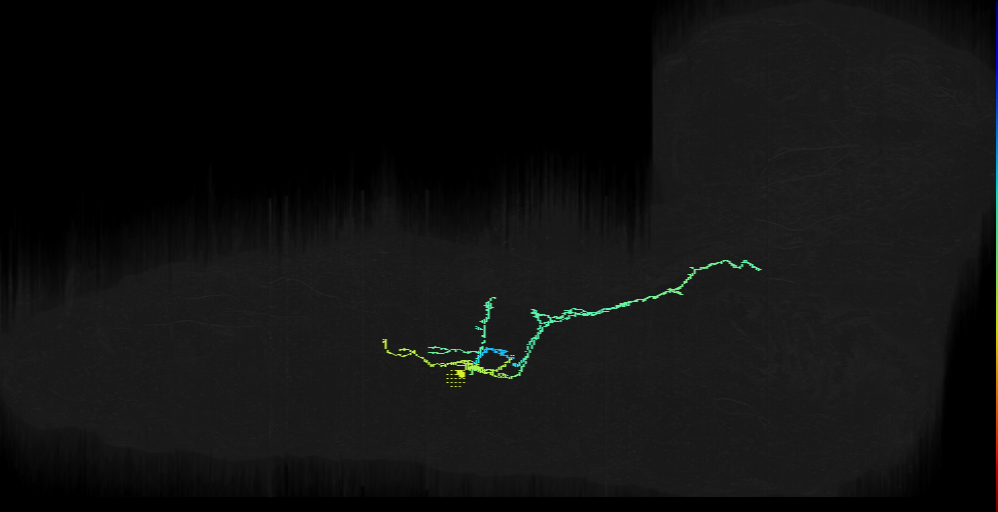 Midline Projection Neuron with additional ipsilateral axon/dendrite _ a1l (L1EM:19040382)