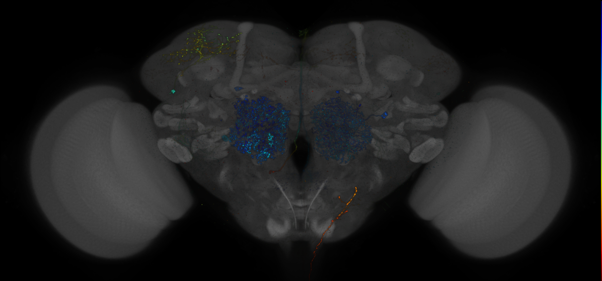 VDRC_VT026140-GAL4_MCFO_Brain_20170525_61_F6_40x