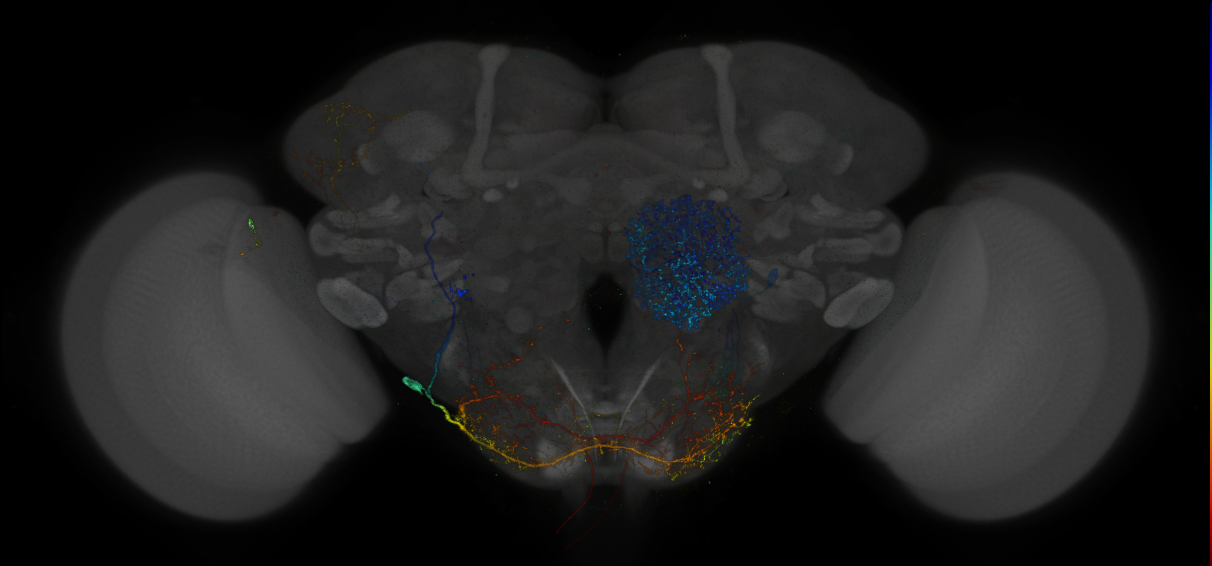 VDRC_VT026387-GAL4_MCFO_Brain_20170602_64_F2_40x