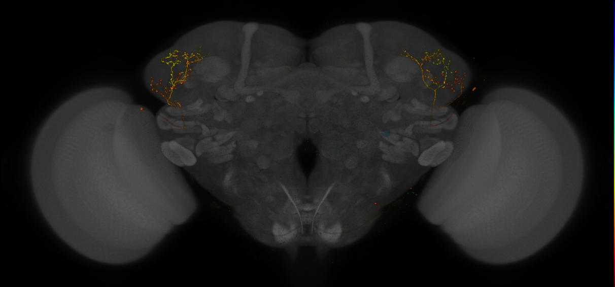 VDRC_VT026387-GAL4_MCFO_Brain_20170602_64_F5_40x