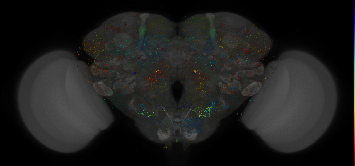 VDRC_VT026390-GAL4_MCFO_Brain_20170707_65_A2_40x