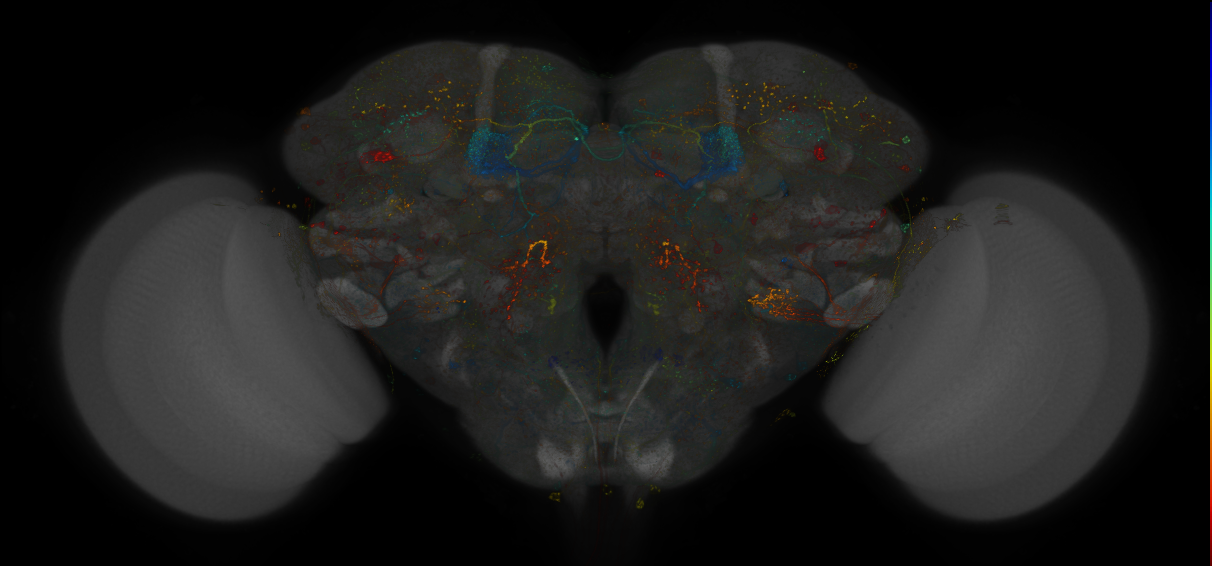 VDRC_VT026390-GAL4_MCFO_Brain_20170707_65_A4_40x
