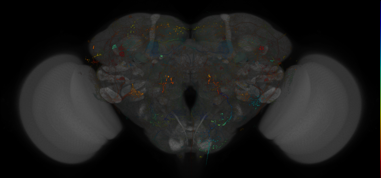 VDRC_VT026390-GAL4_MCFO_Brain_20170707_65_A5_40x