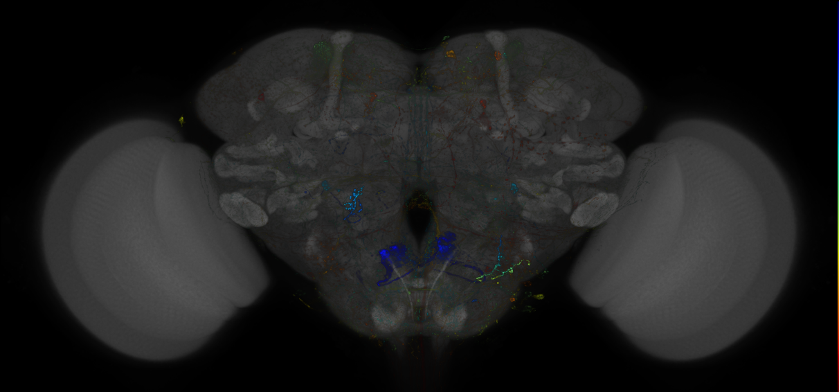 VDRC_VT026396-GAL4_MCFO_Brain_20170901_61_A3_40x