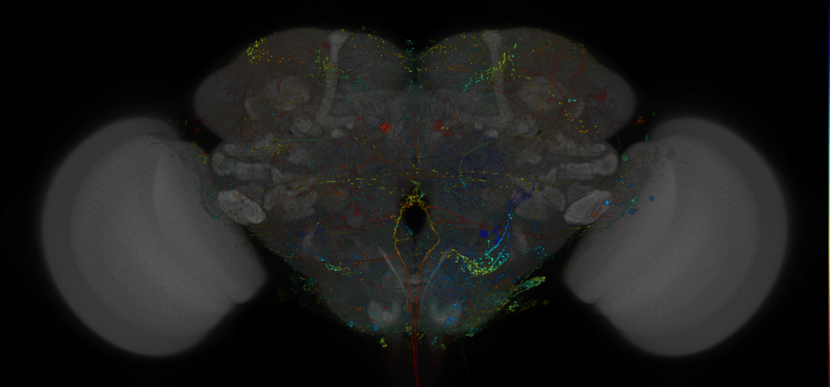 VDRC_VT026004-GAL4_MCFO_Brain_20170915_65_D2_40x