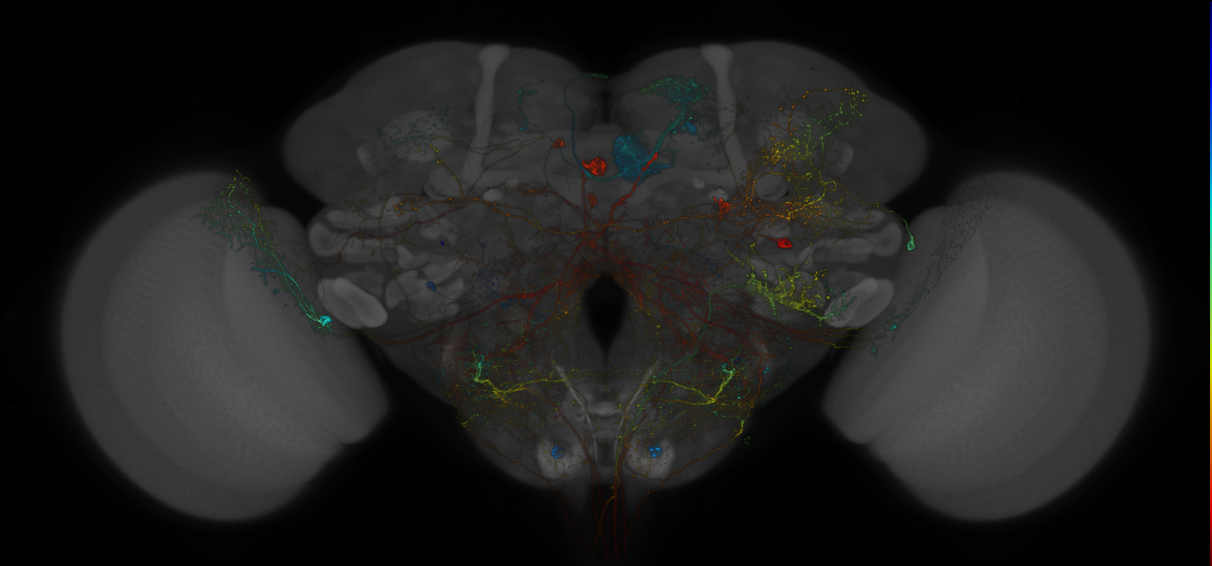 VDRC_VT026178-GAL4_MCFO_Brain_20171006_65_D1_40x
