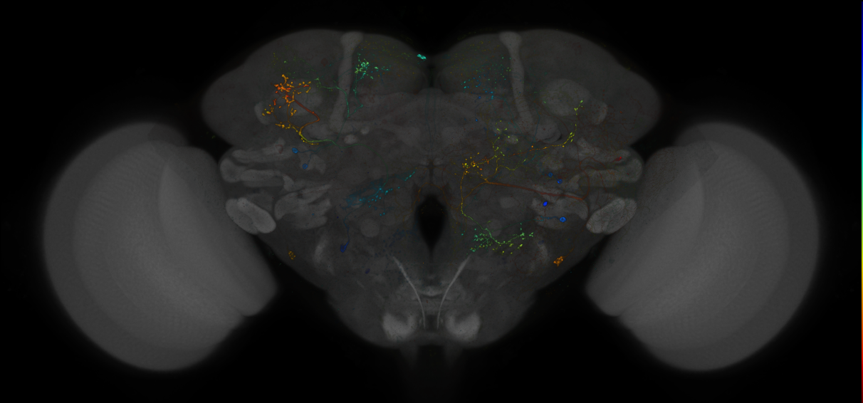 VDRC_VT026342-GAL4_MCFO_Brain_20171006_65_E2_40x