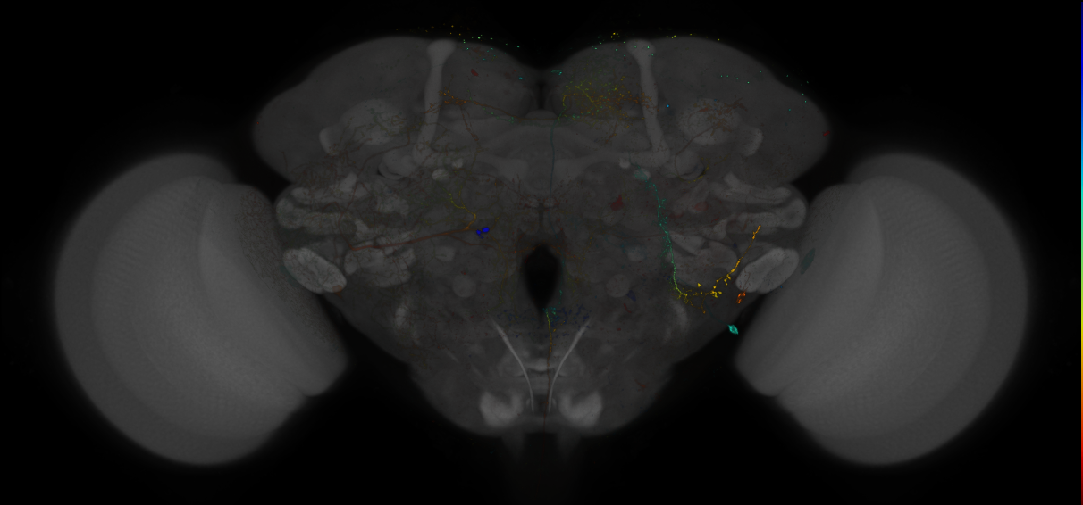 VDRC_VT026342-GAL4_MCFO_Brain_20171006_65_E3_40x
