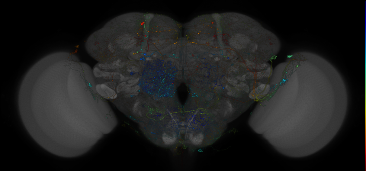 VDRC_VT026328-GAL4_MCFO_Brain_20171017_62_C2_40x